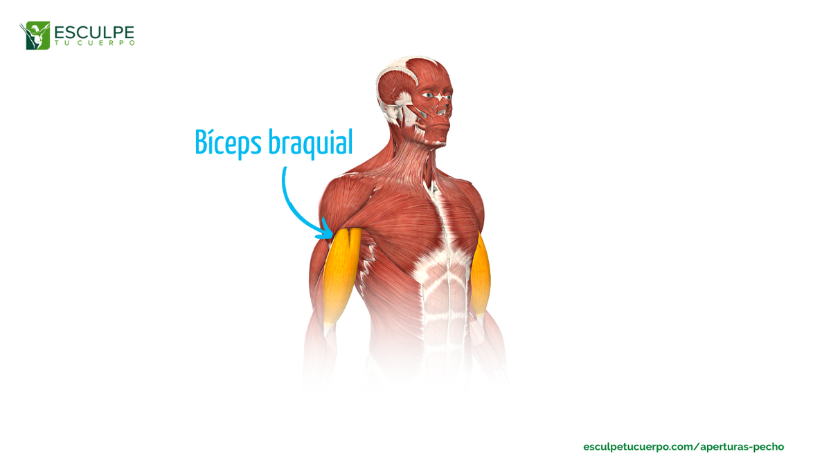 Anatomía bíceps braquial modelo
