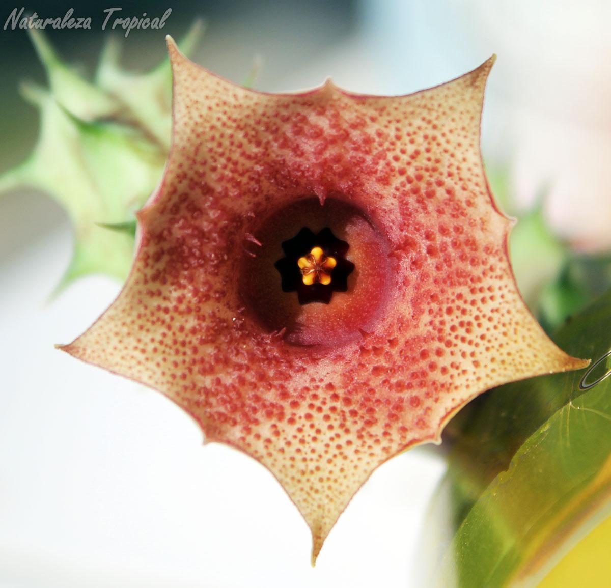 Vista de la flor de la planta suculenta híbrida Huernia ˡ Karel ˡ clon 1 KMP 051