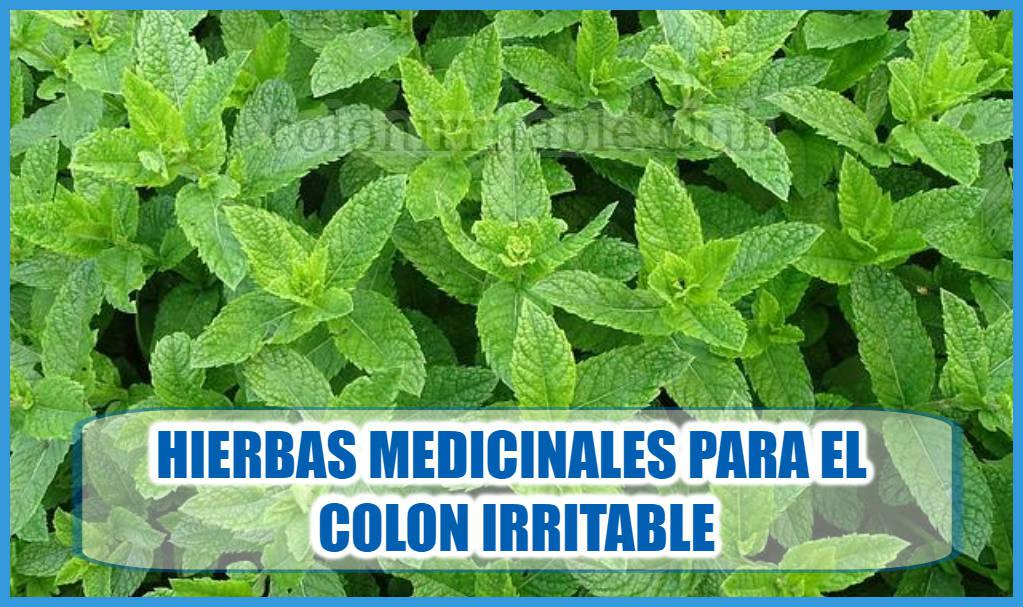 hierbas medicinales para el colon irritable