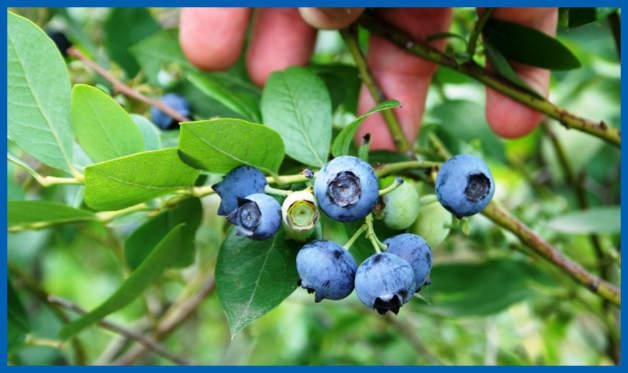 Infusión de Hojas de arándano para la diarrea