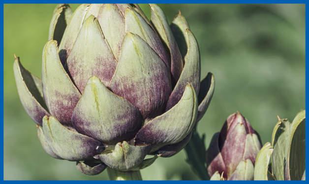 Alcachofa para reducir la incidencia del Colon Irritable