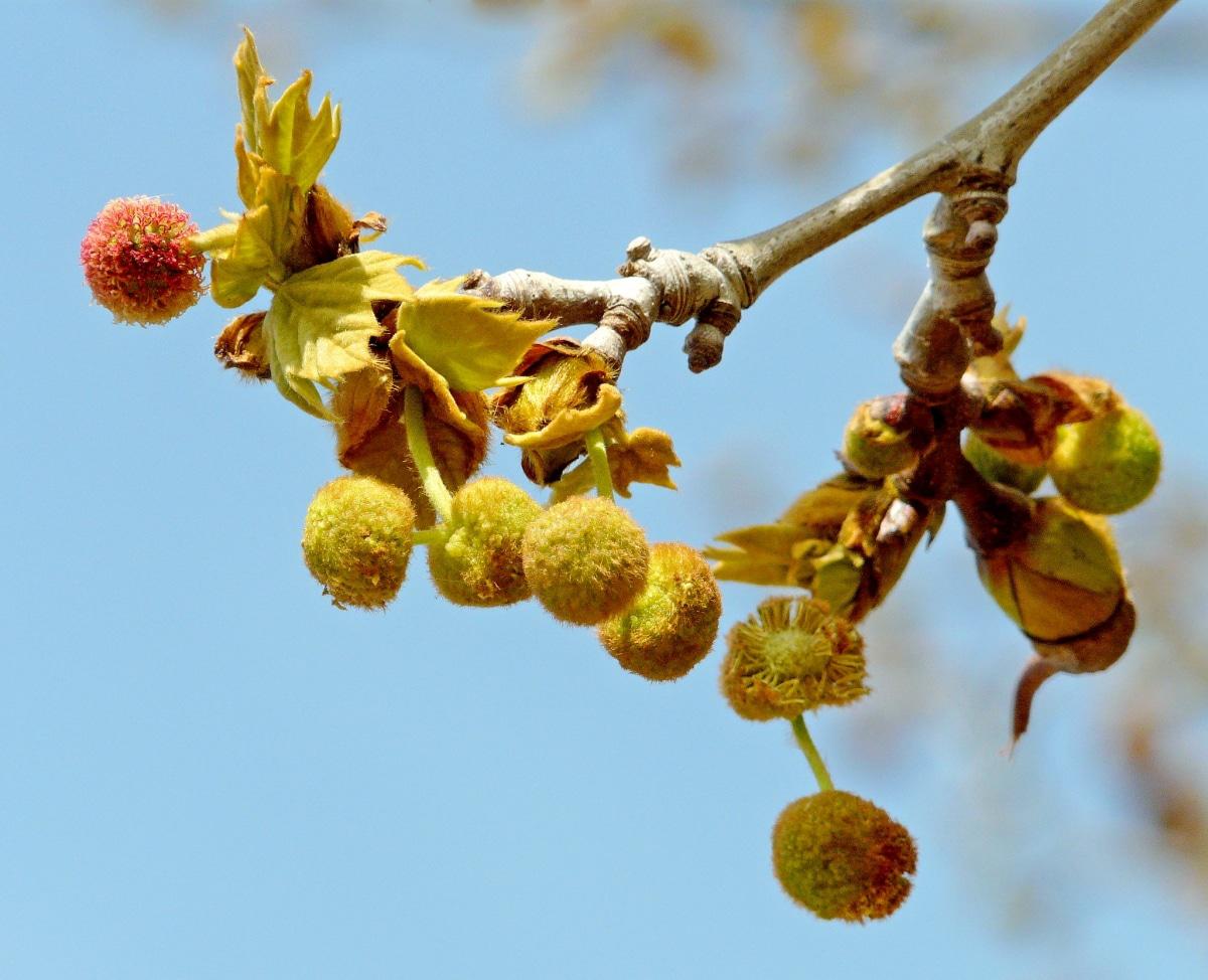 Las flores del plátano de sombra son amarillas