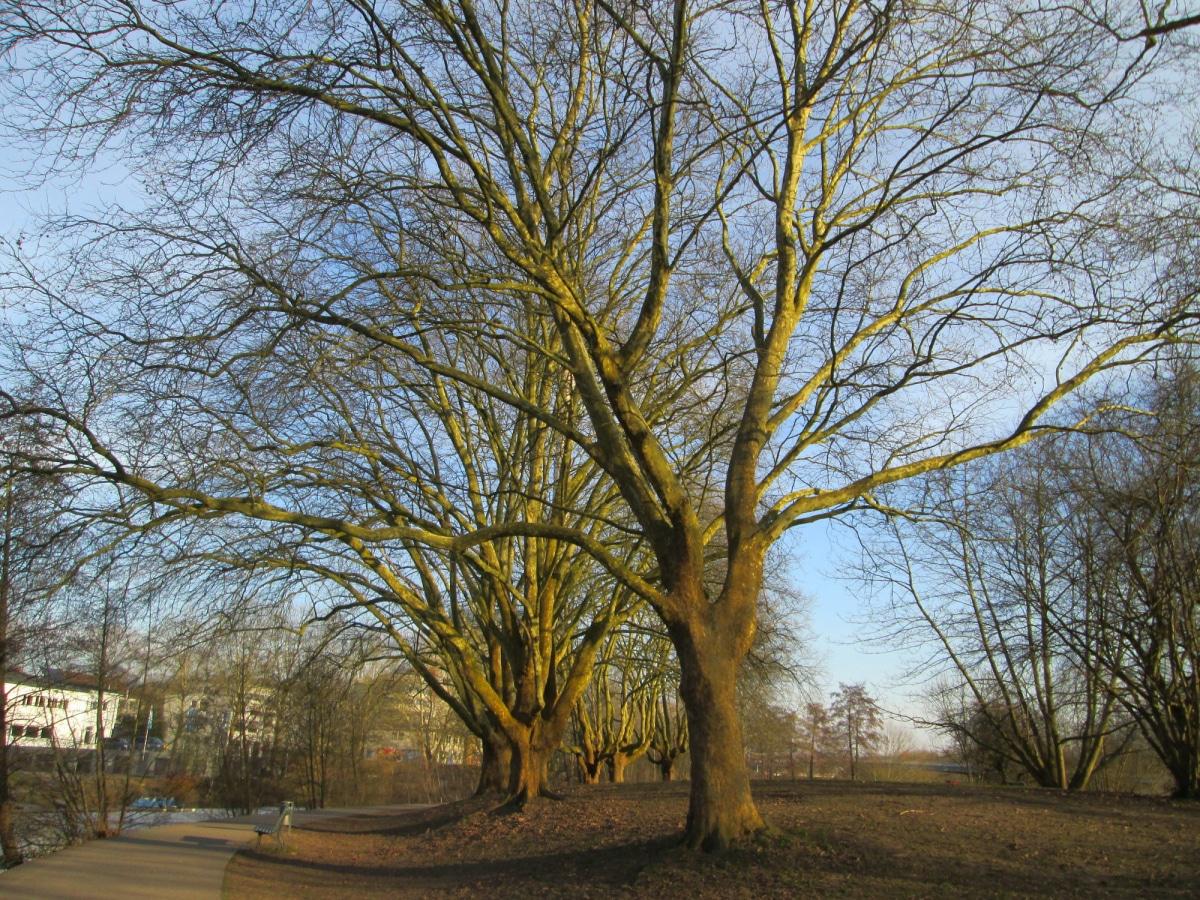 El plátano de sombra es un árbol grande