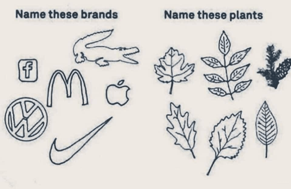 Foto en la que se ven unos logos comerciales en un lado y unos dibujos de hojas de arboles en otro y pide los nombres