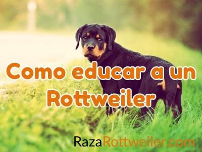 Como educar a un Rottweiler