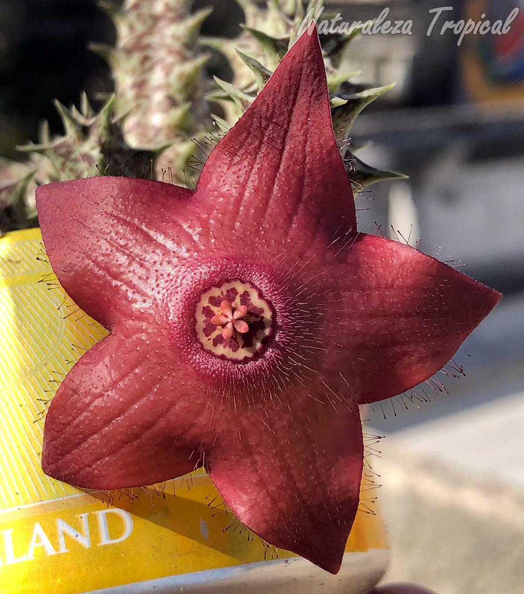 Vista de la flor de la planta suculenta x Huervalia ˡ Cuban Start ˡ clon 8 KMP 052