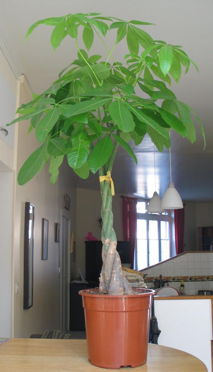 La Pachira se puede tener en maceta