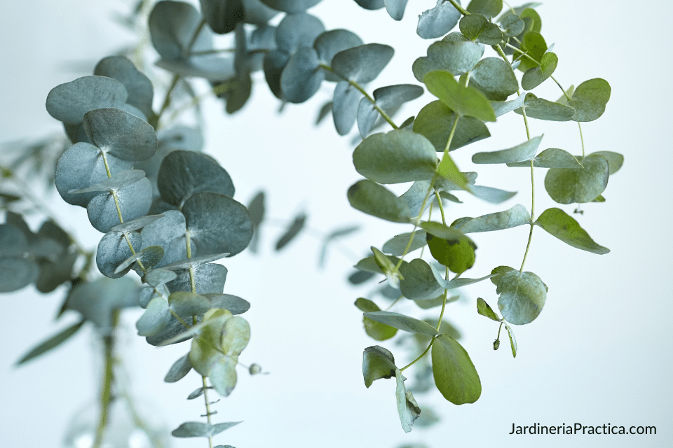 árbol de eucalipto beneficios