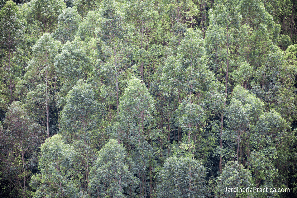 arboles de eucalipto