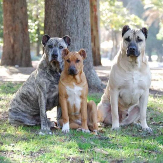 perro cimarrón uruguayo