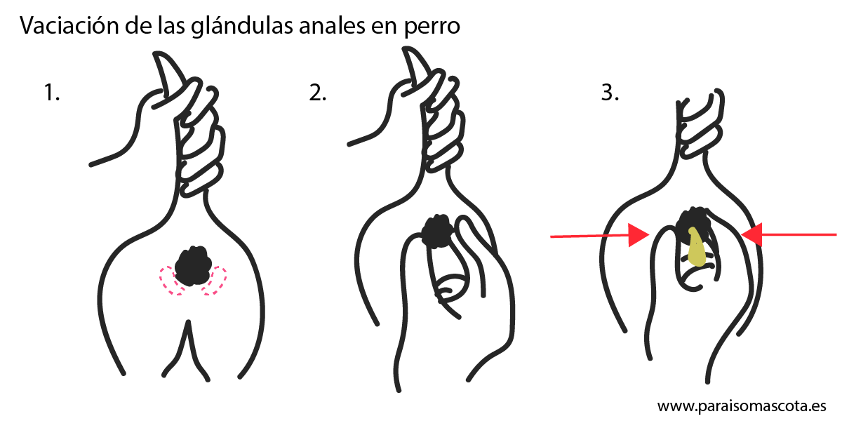 glandulas anales perros remedios caseros