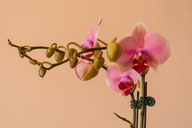 Orquidea phalaenopsis como cuidarlas?