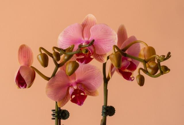 Orquidea phalaenopsis en maceta