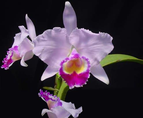 orquidea Cattleya