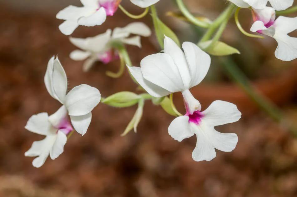 Orquidea Calanthe