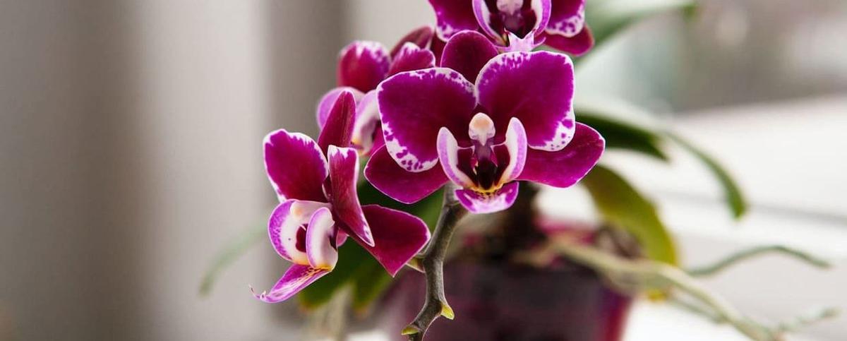 Orquidea luz y ubicacion