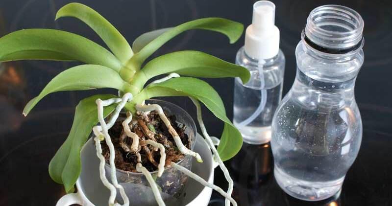 como regar las orquideas