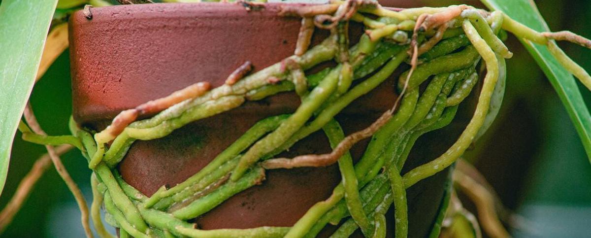 cuando trasplantar las orquideas