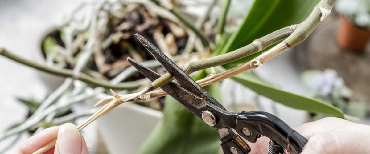 ¿Cómo y cuándo debo podar mi planta de orquídea?