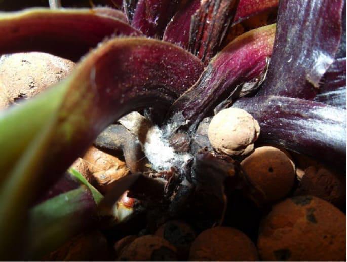 hongos en las orquídeas