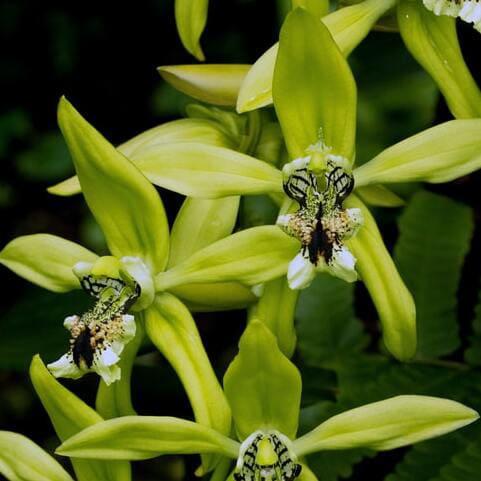 Orquidea Coelogyne