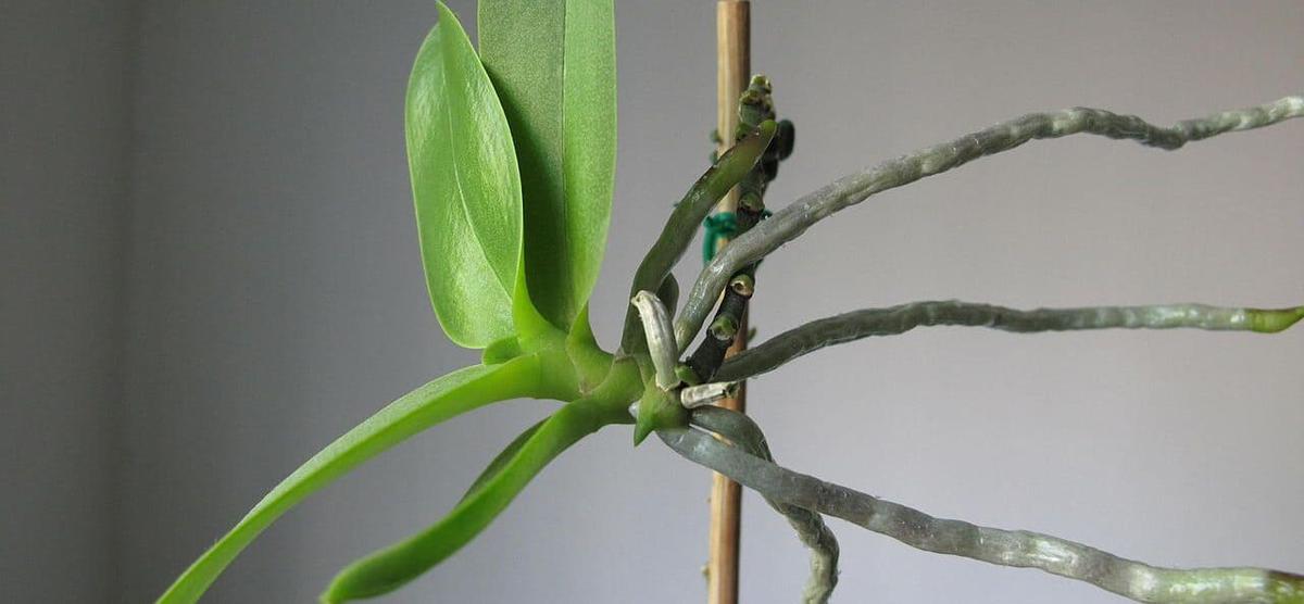 reproducir orquideas