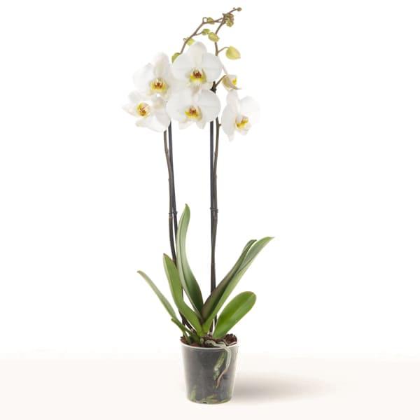 Orquidea phalaenopsis blanca