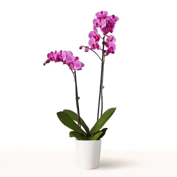 Orquidea fucsia en macetero