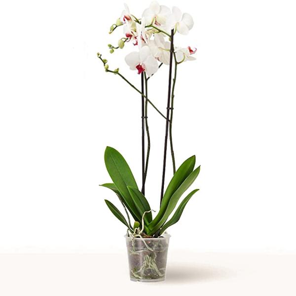 Orquide phalaenopsis blanca con rosa