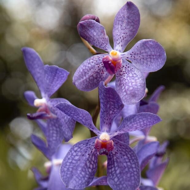 Orquidea Vanda