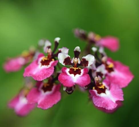 Orquidea Oncidium
