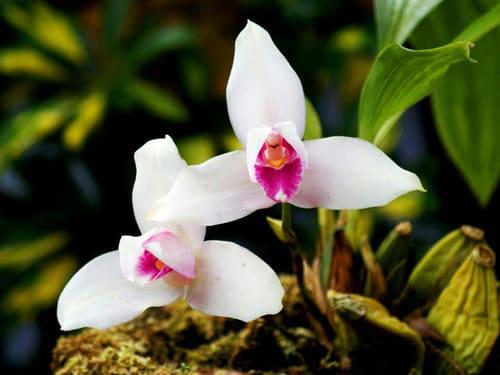 Orquidea Lycaste