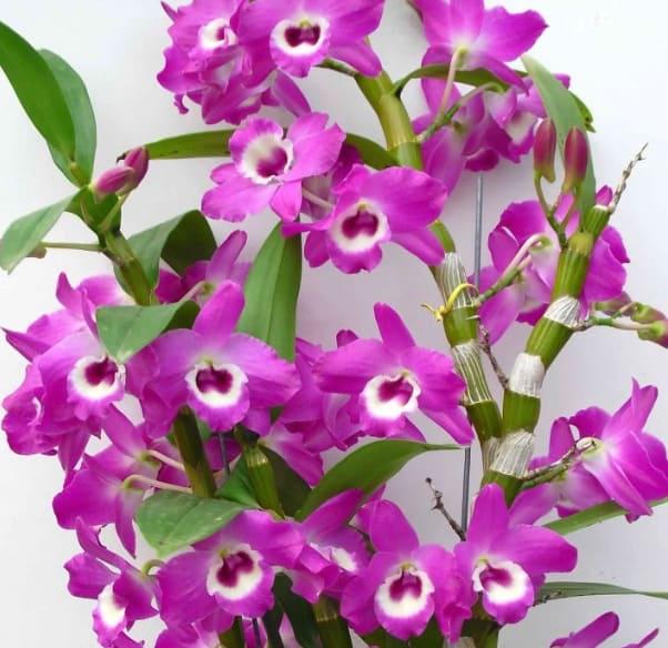 Orquídea Dendrobium