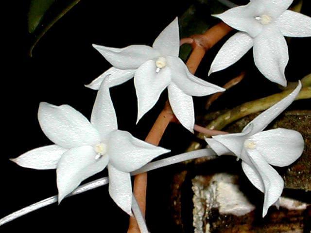 Orquídea Aerangis