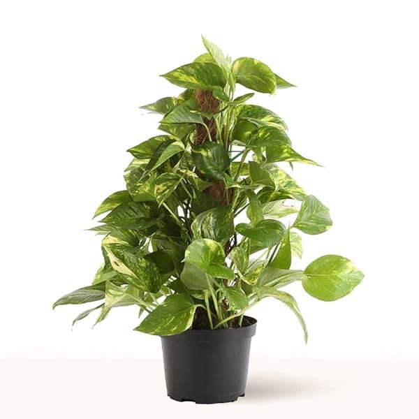 Planta de Potho con tutor