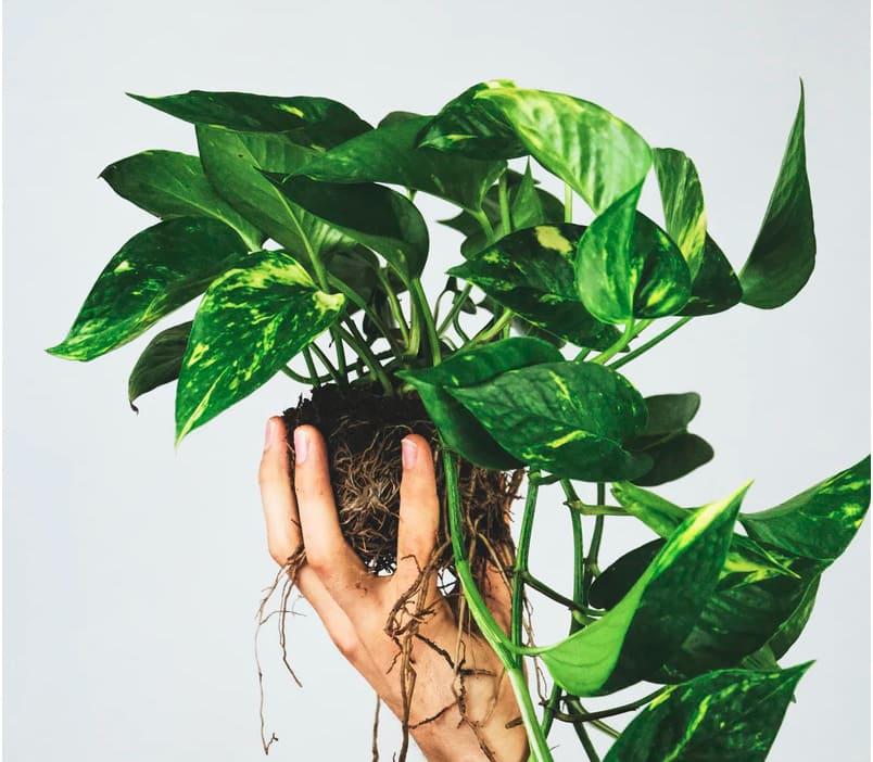 Cada cuanto riego mi Poto