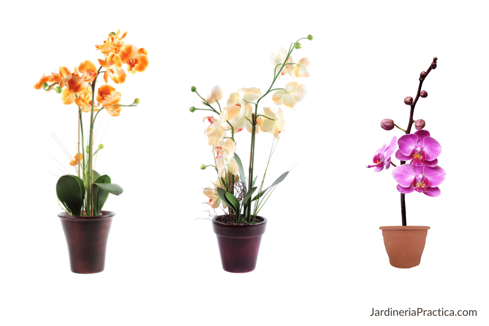 como cuidar una orquidea en casa