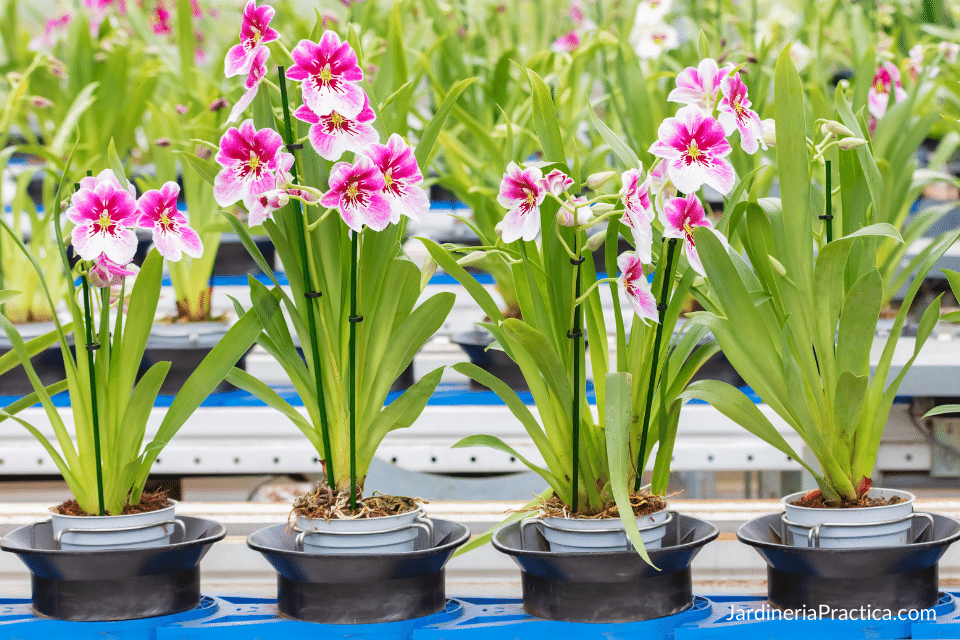 orquideas en maceta