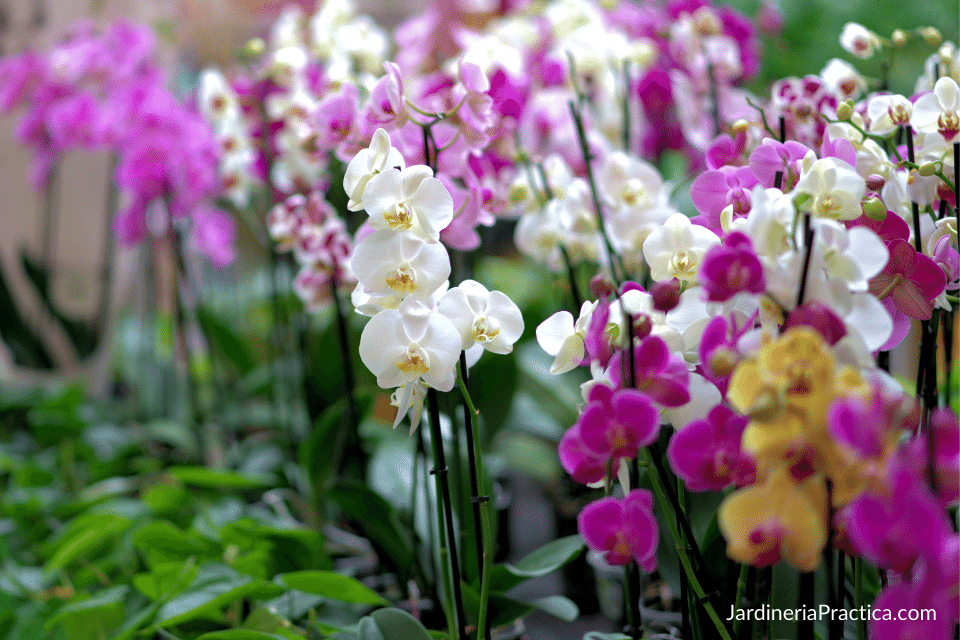 como cuidar una orquidea