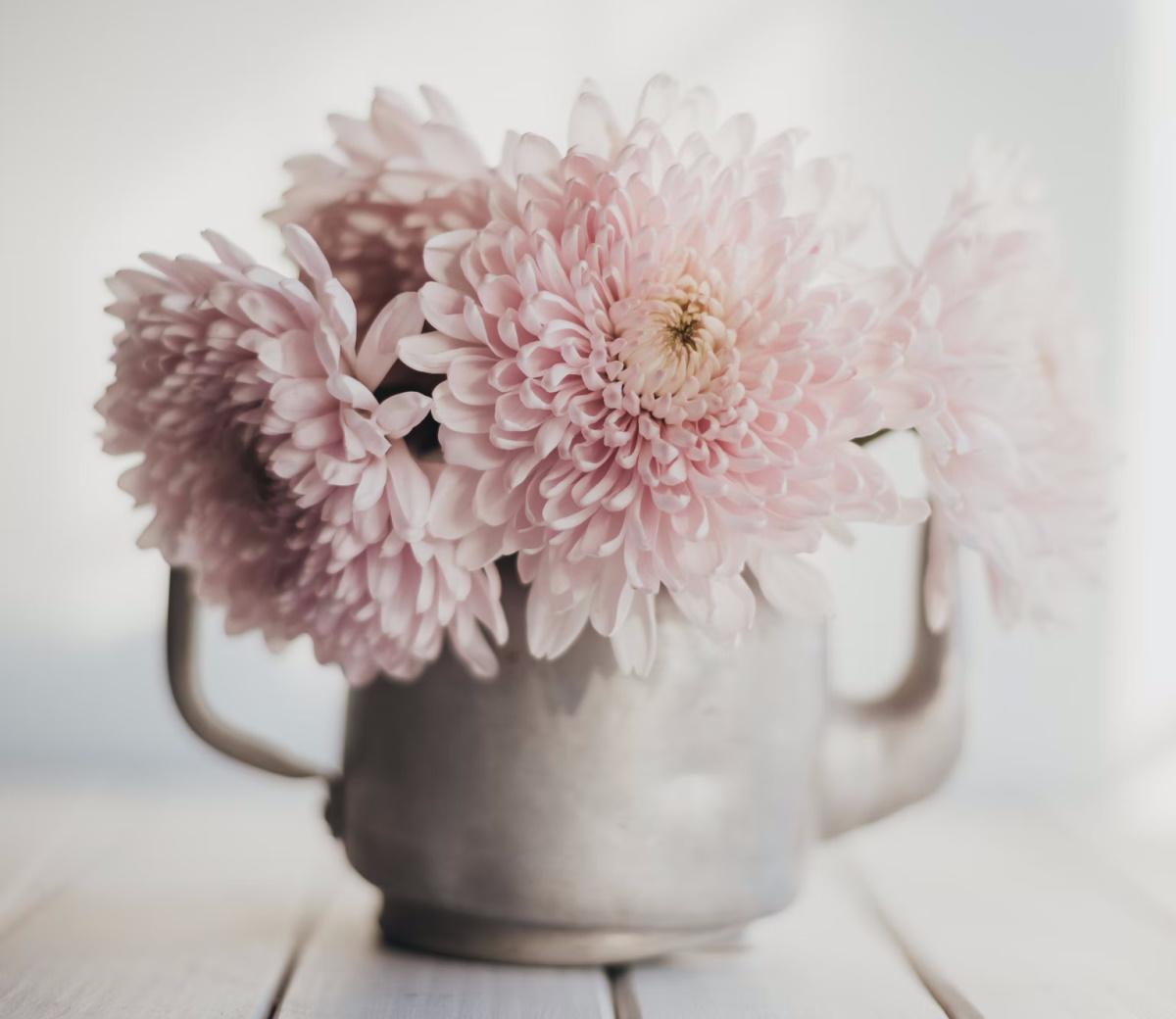 Las dalias la elección ideal para quienes sembrarán esta primavera 4