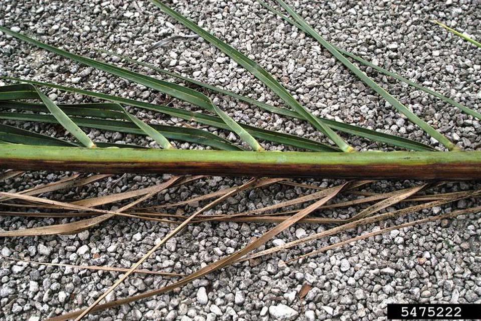 Enfermedades de las palmeras fusarium