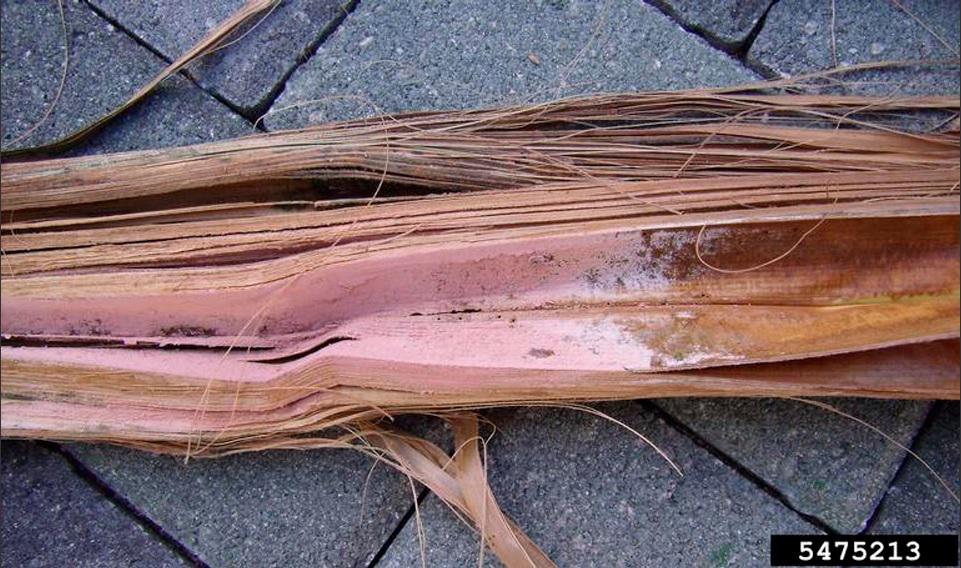 Mancha rosa de laspalmeras