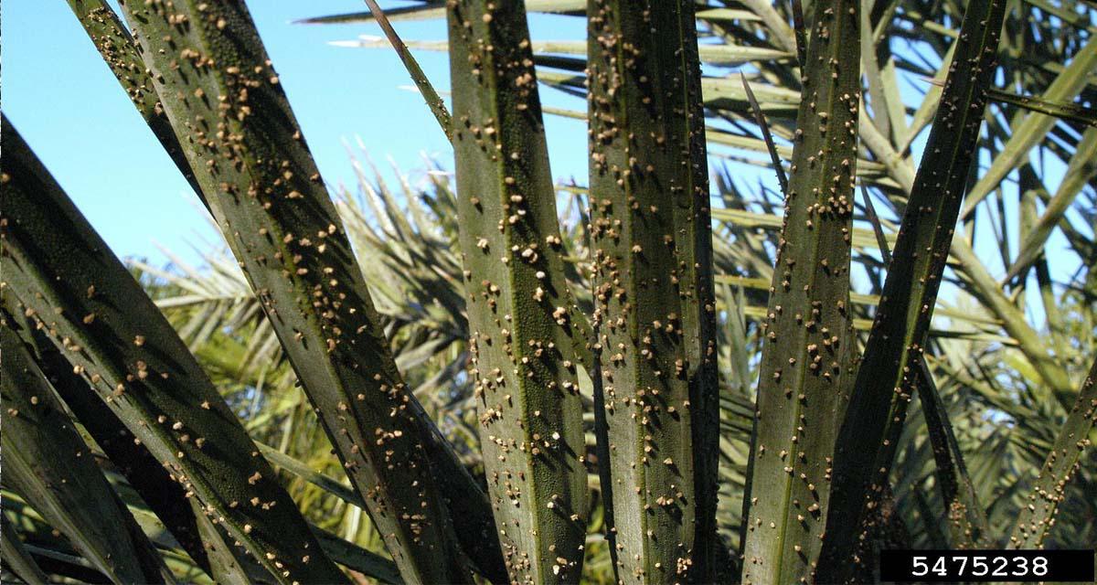 Falsa roya de las palmeras