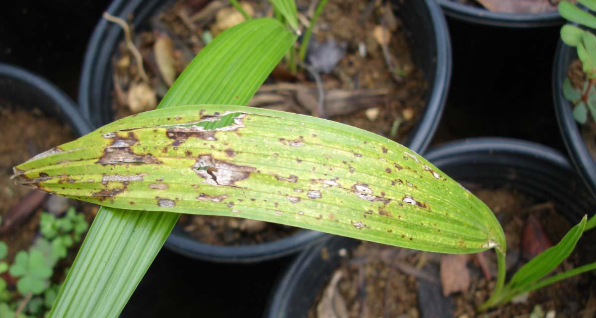 Pestalotiopsis palmarum palmeras