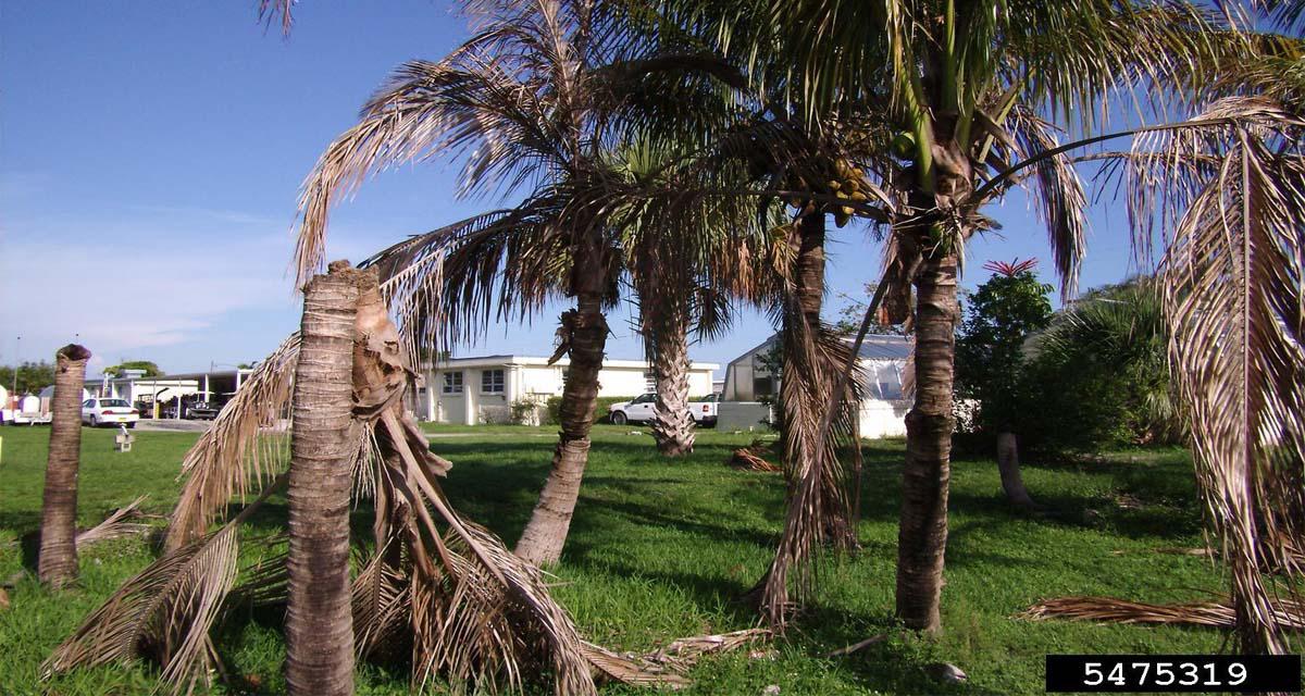 Thielaviopsis paradoxa palmera