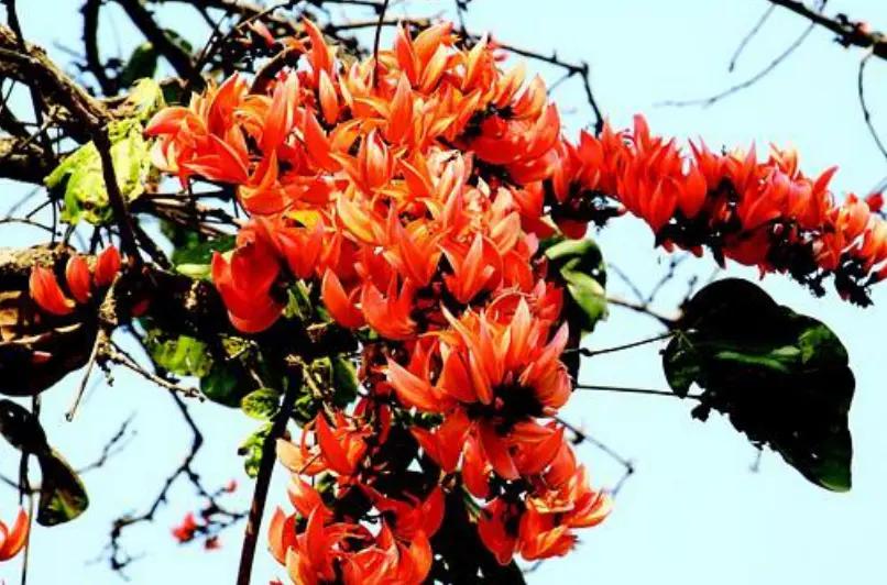 arbol flores naranjas