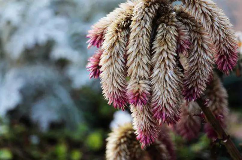 petalos flor marchitando