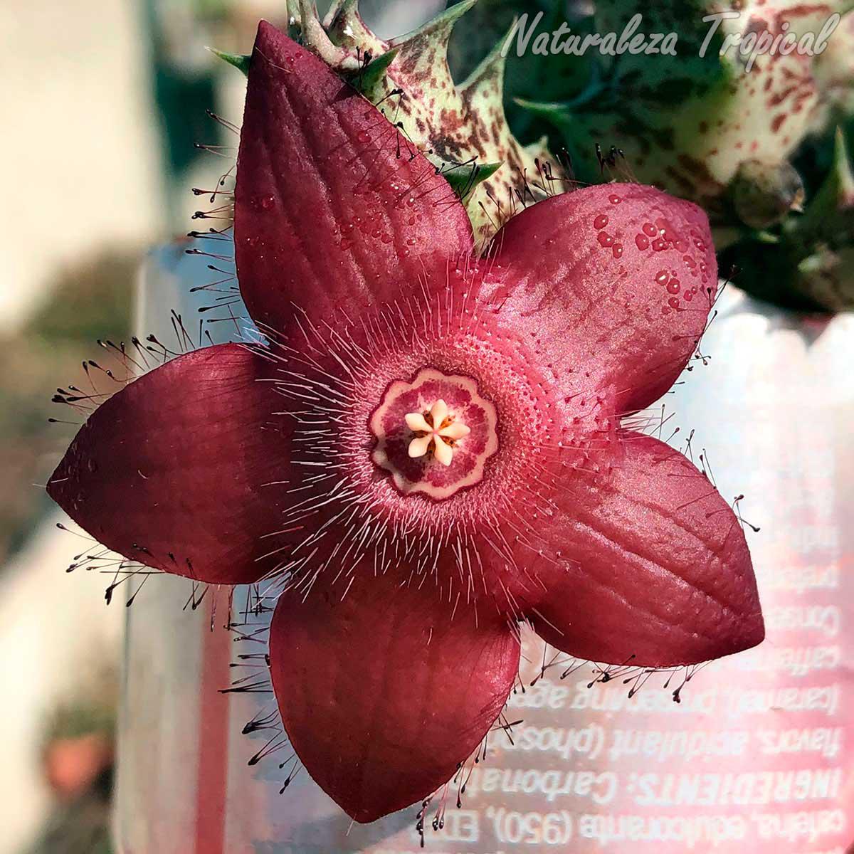 Vista de la flor de la planta suculenta x Huervalia ˡ Cuban Start ˡ clon 9 KMP 053