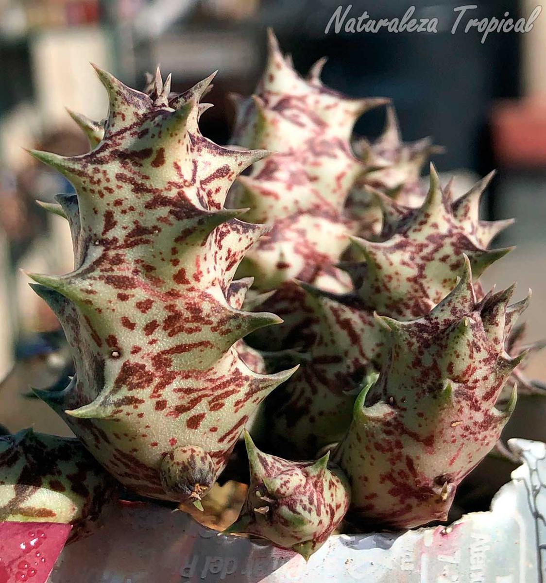 Vista de los tallos de la planta suculenta x Huervalia ˡ Cuban Start ˡ clon 9 KMP 053