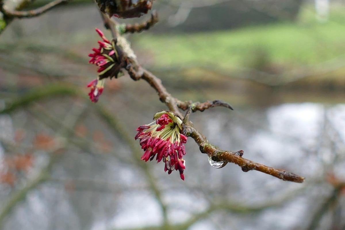 Las flores de la parrotia persica son rojas